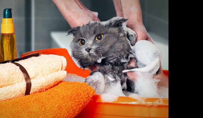 ¡Hora del baño! Cuándo y cómo debe bañar a tu gato